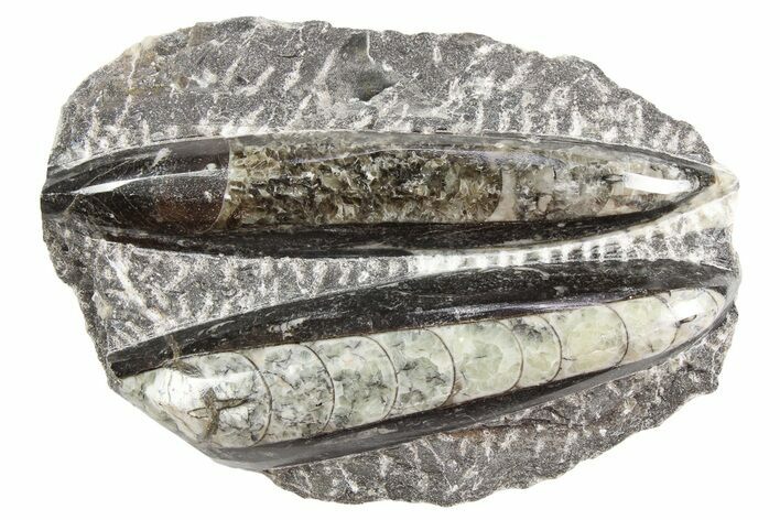 Polished Fossil Orthoceras Plate - Morocco #254517